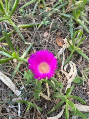 Carpobrotus acinaciformis