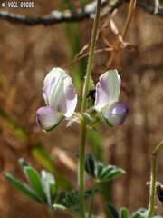 Lupinus palaestinus
