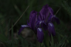 Iris furcata