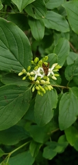 Nemophora degeerella