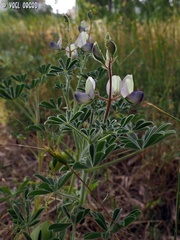 Lupinus palaestinus