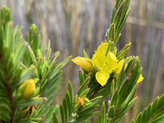 Hypericum lancioides