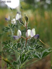 Lupinus palaestinus