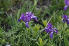 Iris furcata