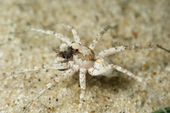 Wadicosa okinawensis