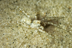 Wadicosa okinawensis