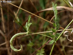 Ornithopus compressus
