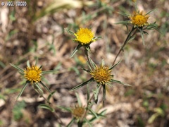 Pallenis spinosa
