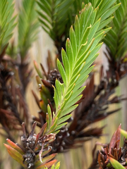 Hypericum lancioides