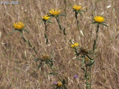 Pallenis spinosa