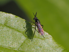 Rhaphium