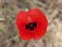 Papaver humile
