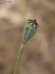 Papaver humile