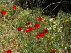 Papaver humile