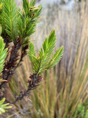 Hypericum lancioides