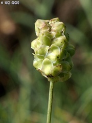 Sanguisorba minor