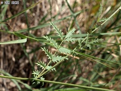 Sanguisorba minor
