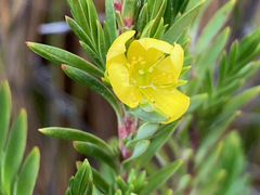 Hypericum lancioides