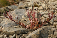 Epilobium hectori