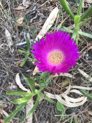 Carpobrotus acinaciformis