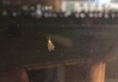 Crematogaster rogenhoferi