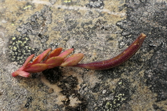 Epilobium hectori