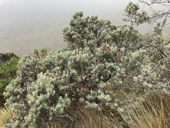 Linochilus schultzii