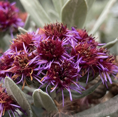 Linochilus schultzii