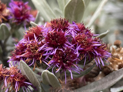 Linochilus schultzii