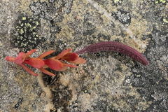 Epilobium hectori