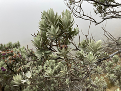 Linochilus schultzii