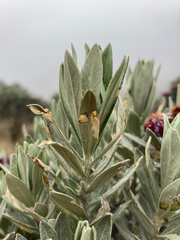 Linochilus schultzii