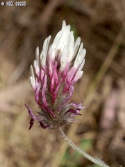 Trifolium dichroanthum