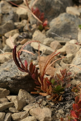 Epilobium hectori