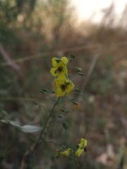 Verbascum berytheum