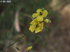 Verbascum berytheum
