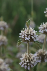 Marrubium supinum