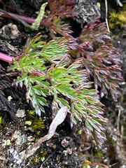 Niphogeton dissecta