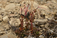 Epilobium hectori