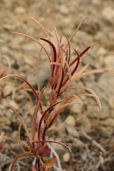 Epilobium hectori