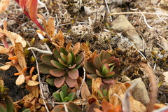 Epilobium hectori