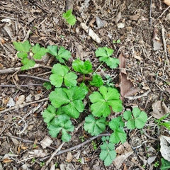 Sanicula chinensis