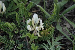 Astragalus