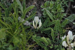 Astragalus