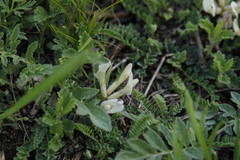 Astragalus