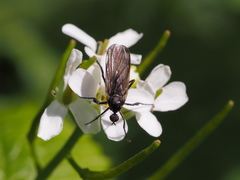 Empis pennipes