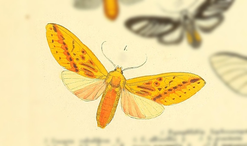 Symphlebia lophocampoides