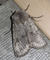 Agrotis cinerea