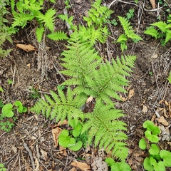 Athyrium rubripes