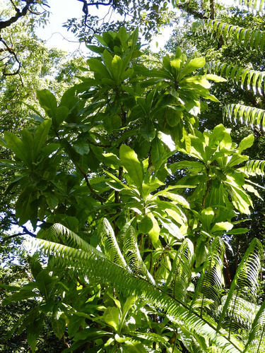 Meryta pauciflora observed 2022-04-20
